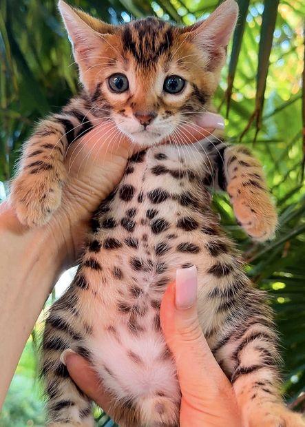 Bengal kittens