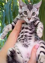Bengal kittens thumbnail 4