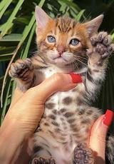 Bengal kittens thumbnail 5