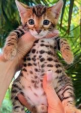 Bengal kittens thumbnail 1
