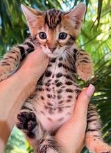 Bengal kittens thumbnail 2
