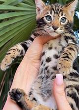 Bengal kittens thumbnail 3
